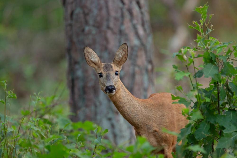 Genieten Op De Veluwe Van Rust En Natuur Putten Luaran gambar